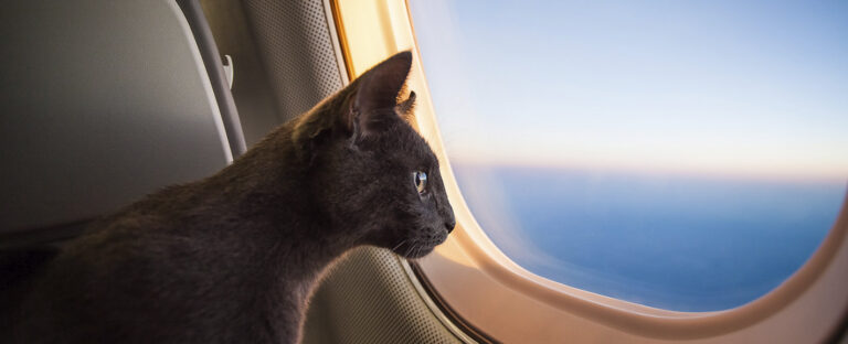 Flying Private With Pets